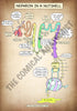 A4 PDF Complete Urinary System E-book