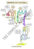 Urinary System Printable Flashcards