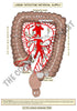 Digestive System Printable Flashcards