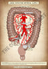 A4 PDF Complete Digestive System E-book