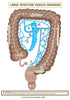 Digestive System Printable Flashcards