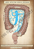 A4 PDF Complete Digestive System E-book