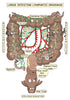 Digestive System Printable Flashcards