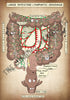 A4 PDF Complete Digestive System E-book