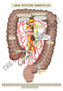 Digestive System Printable Flashcards