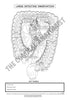Digestive System Coloring Book (Digital Download)
