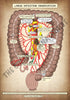 A4 PDF Complete Digestive System E-book