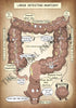 A4 PDF Complete Digestive System E-book