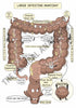 Digestive System Printable Flashcards