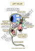 Respiratory System Printable Flashcards