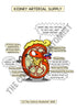 Urinary System Printable Flashcards