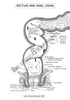 Digestive System Coloring Book (Digital Download)