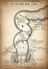 A4 PDF Complete Digestive System E-book
