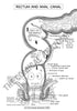 Digestive System Printable Flashcards