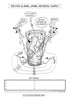 Digestive System Coloring Book (Digital Download)