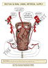 Digestive System Printable Flashcards