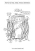 Digestive System Coloring Book (Digital Download)