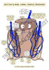 Digestive System Printable Flashcards