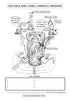 Digestive System Coloring Book (Digital Download)
