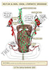 Digestive System Printable Flashcards