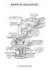 Digestive System Coloring Book (Digital Download)