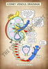 A4 PDF Complete Urinary System E-book