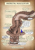 A4 PDF Complete Digestive System E-book