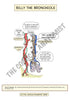 Respiratory System Printable Flashcards