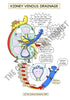 Urinary System Printable Flashcards