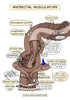 Digestive System Printable Flashcards