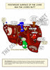 Digestive System Printable Flashcards
