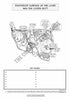 Digestive System Coloring Book (Digital Download)