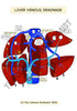 Digestive System Printable Flashcards