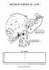 Digestive System Coloring Book (Digital Download)