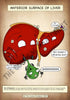 A4 PDF Complete Digestive System E-book