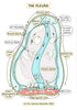 Respiratory System Printable Flashcards