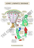 Urinary System Printable Flashcards