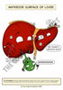 Digestive System Printable Flashcards
