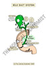 Digestive System Printable Flashcards