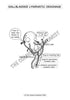 Digestive System Coloring Book (Digital Download)
