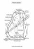 Respiratory System Coloring Book (Digital Product)