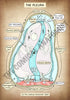 A4 PDF Complete Respiratory System E-book
