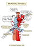 Respiratory System Printable Flashcards