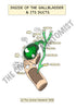 Digestive System Printable Flashcards