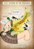 A4 PDF Complete Digestive System E-book