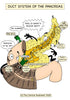 Digestive System Printable Flashcards