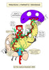 Digestive System Printable Flashcards