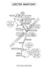 Urinary System Coloring Book