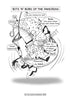 Digestive System Coloring Book (Digital Download)