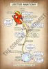 A4 PDF Complete Urinary System E-book